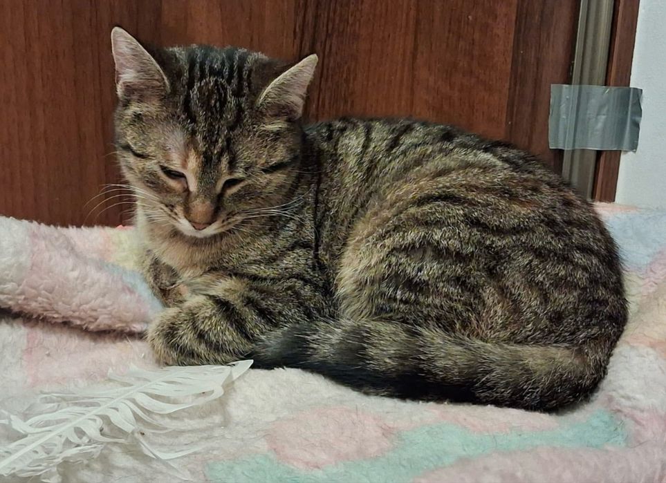 Dwie uratowane kotki szukają cierpliwego domu – Opole