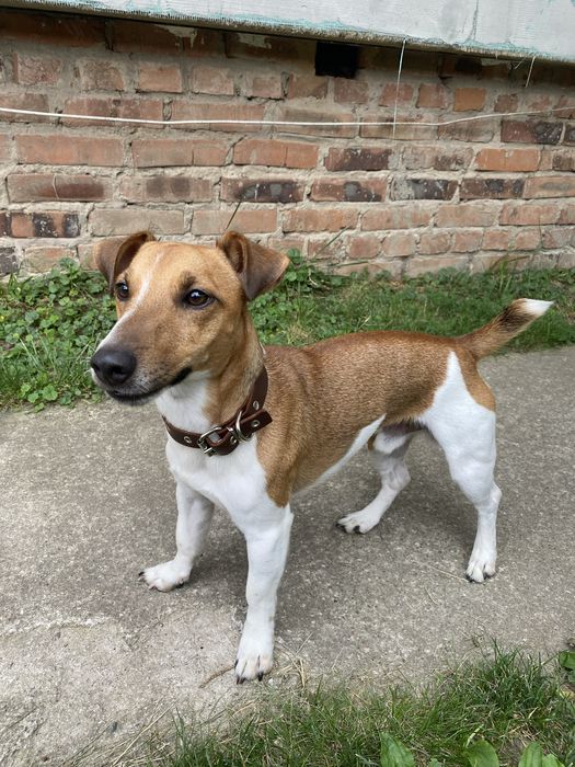 Джек Рассел шукає дівчинку, вʼязка Джек Рассел