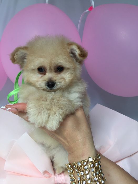 Помапу — Їх хочеться обіймати вічно!