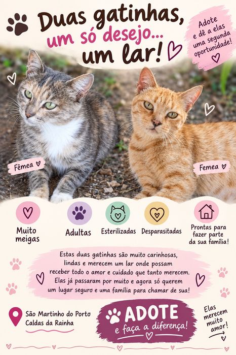 Duas gatas para adoção