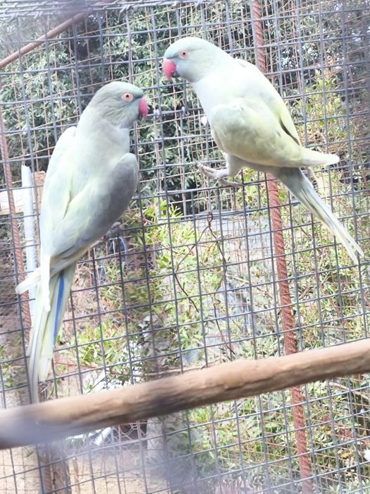 Casal de Ringnecks