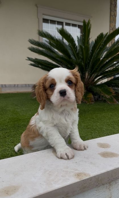 Cavalier king charle macho