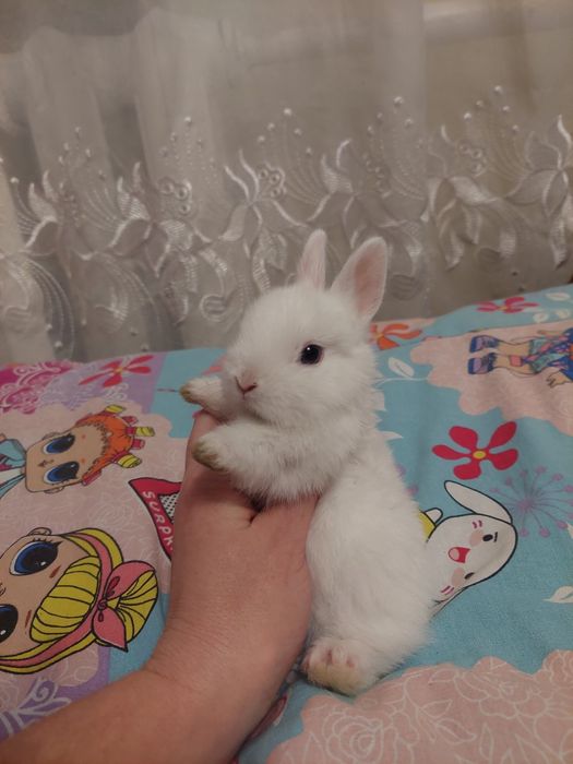 Нідерландський міні кролик
