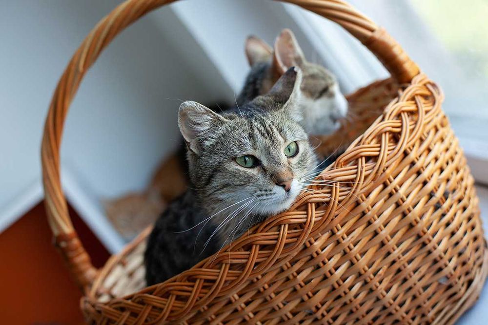 Віддам у добрі руки