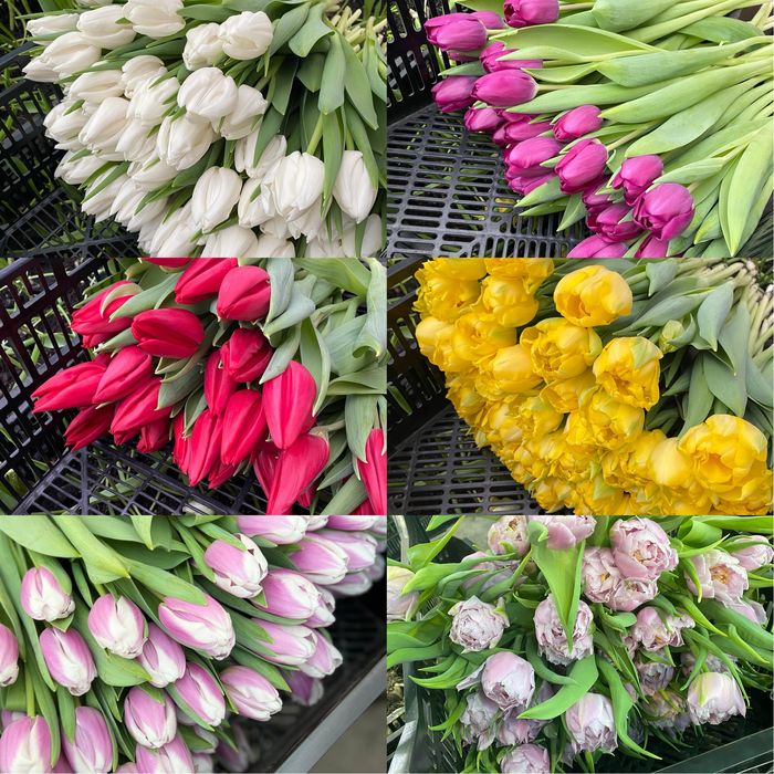 Тюльпани від 20 штук виробник