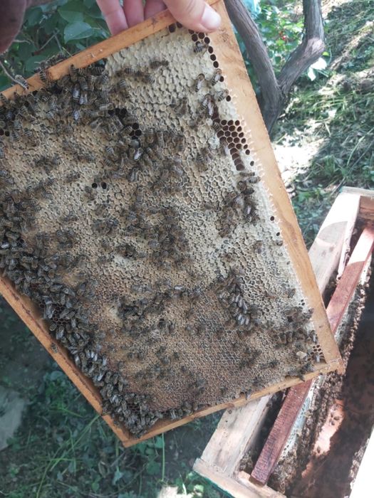 Мед гірський різно травя