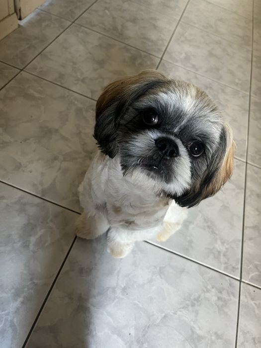 Shih Tzu – 6 miesięcy, piesek szuka nowego domu