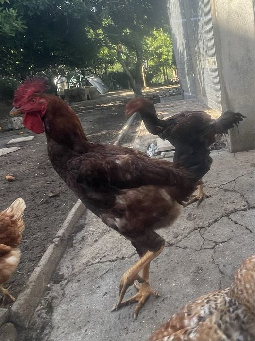 Galos de raça e pato corredor