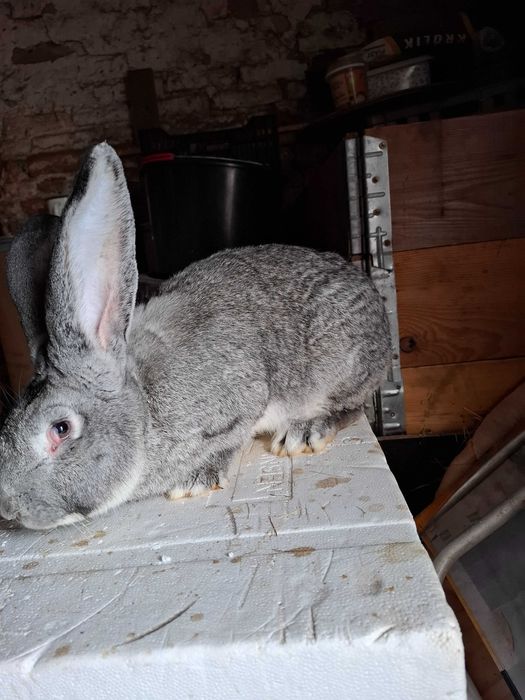 Króliki w typie belgijskim