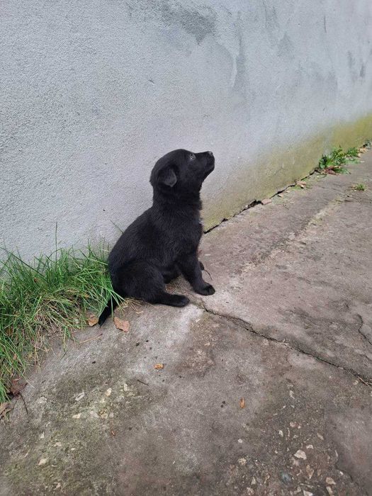 Цуцики лабрадора метиси продаж