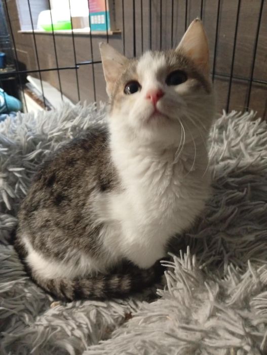 Maluteńka kotka szuka domu.