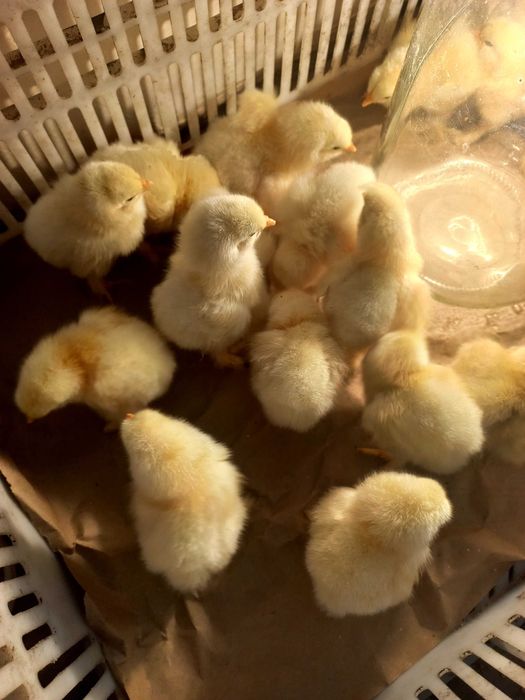 Продам курчата брами