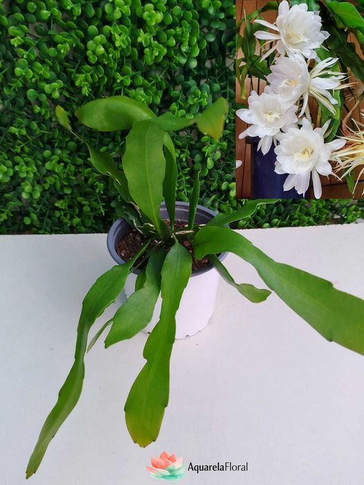 Plantas, suculentas