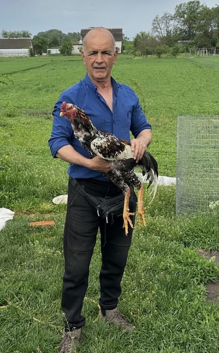 Кури и Петухи  О.Шамо продаю