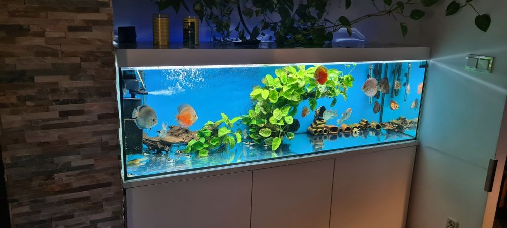Zestaw akwarium 720L 200x60x60  kompletny z życiem