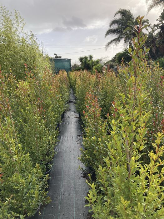 Eugénias myrtifolia, sebes