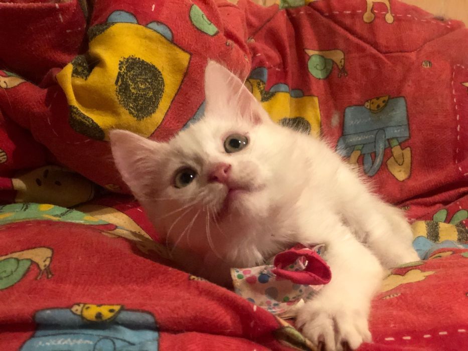 Котята мышеловы  Днепр