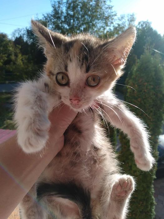 Маленьке покинуте кошеня в пошуку дому