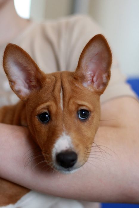 Басенджи це диво природи! Хлопчик чекає своїх людей. КСУ