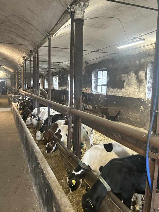 Cielaki Rasy Mieszanej 3 Miesięczne