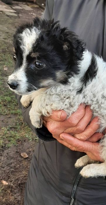 дівчинка безкоштовно