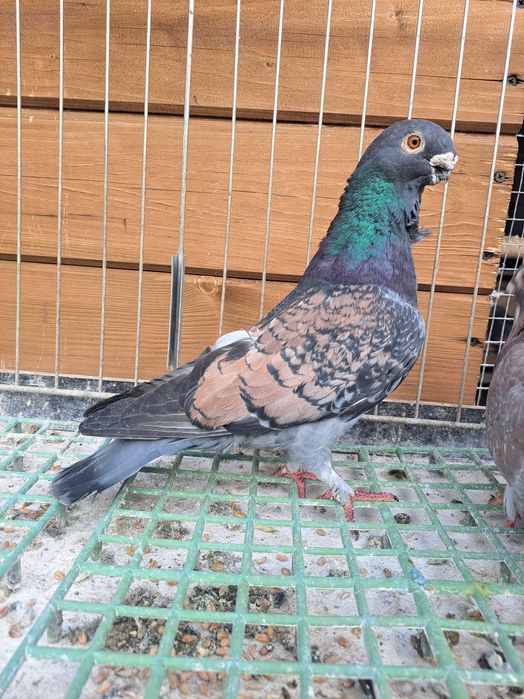 Mewki jednobarwne egipskie