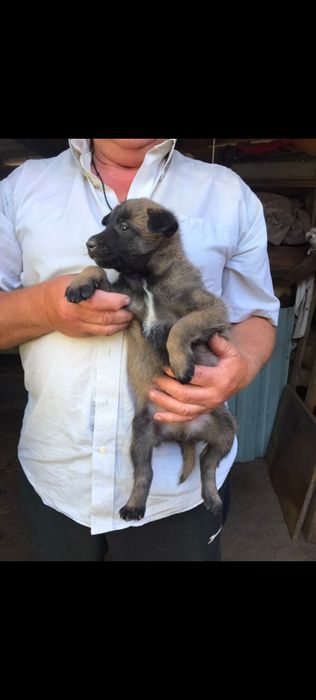 Продається цуценя бельгійської вівчарки/ малінуа,хлопчик