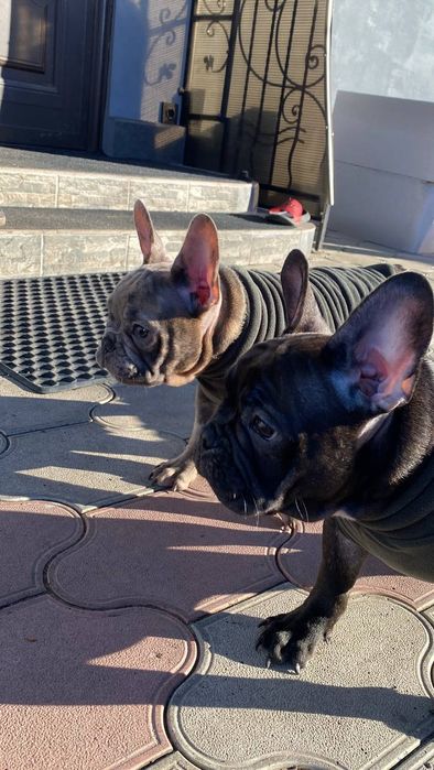 Продаються цуценята французького бульдога

Пропонуємо чарівних ц