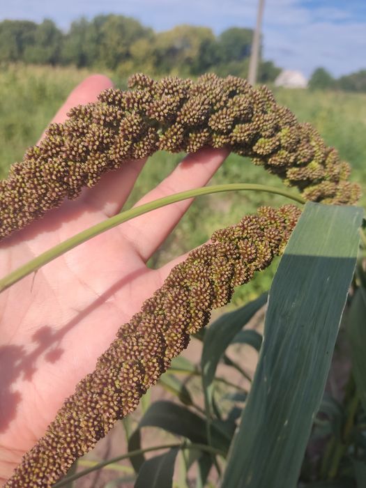 Колоски чумизи для папуг урожай 2025