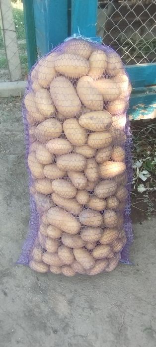 Продам домашнюю картошку