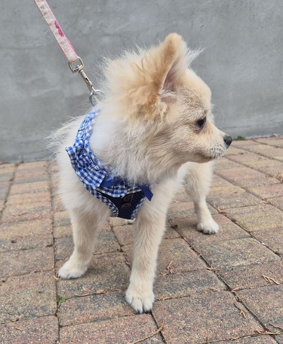 Szpic miniaturowy piesek 14