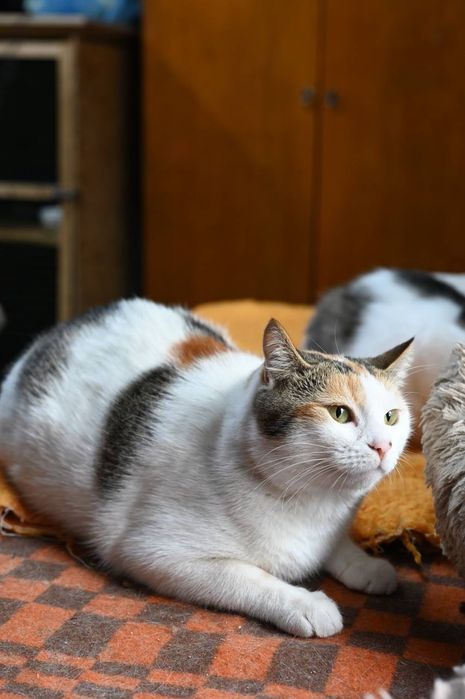 Кошечка Пуша из приюта бесплатно