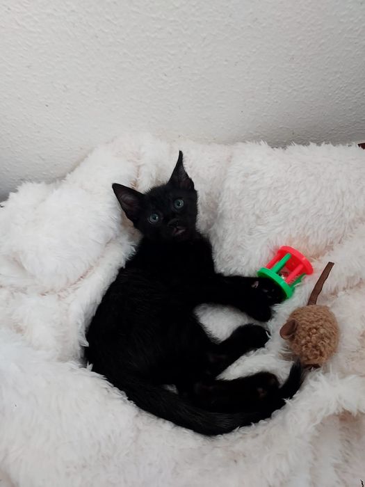 Gatinho bebé para adoção, 2 meses