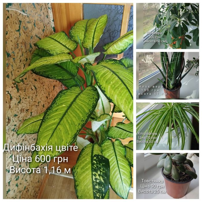 Продам   дифінбахію, лавр  та  лимон  вазони дуже великі та густі