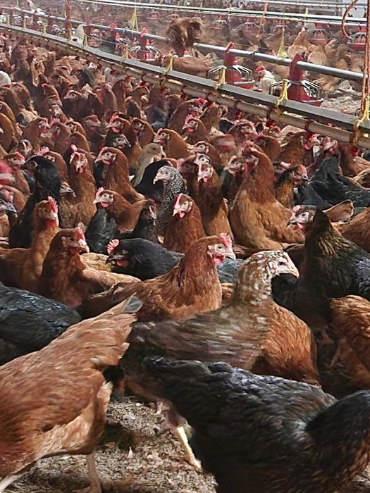Kury nioski młode Rosa Tetra Dominant Leghorn z wolnego wybiegu. Dowóz
