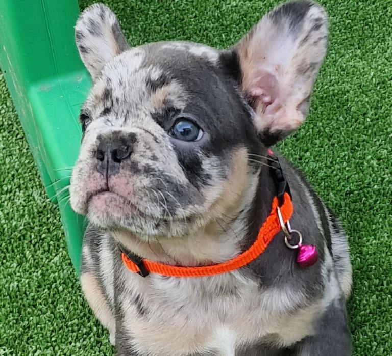 В'язка блакитно підпалий французький бульдог