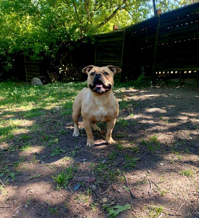 American Bully szczeniak
