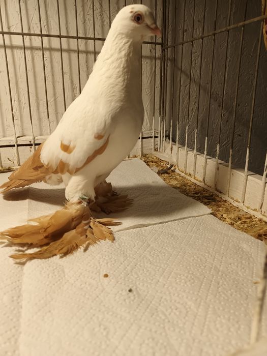 Gołąb. Wiedyn żółty samica. 25