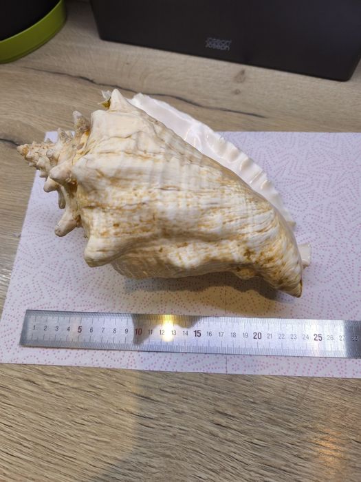 Ракушка океаническая