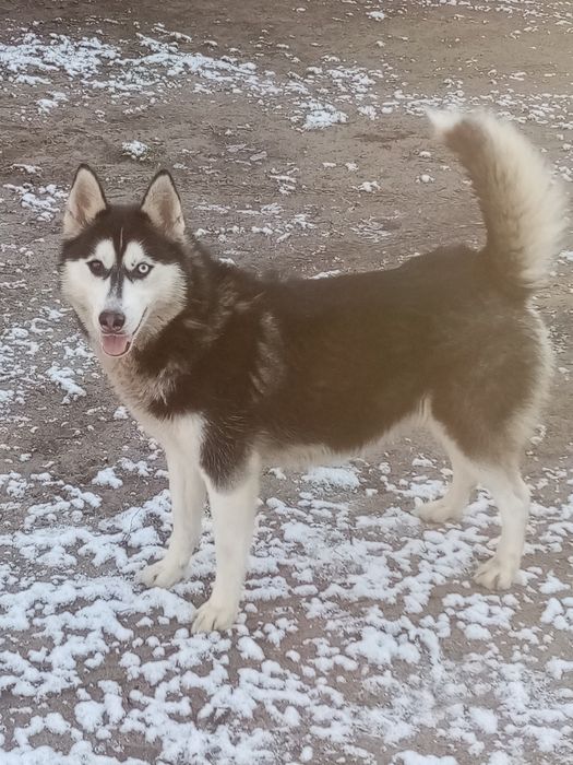 Szczeniak Syberian Husky