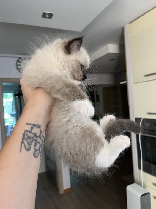Kocurek ragdoll rodowod Fpl