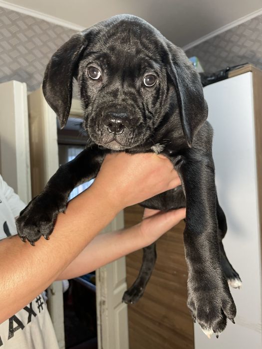 Цуценята Кане - Корсо 2 красуні