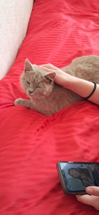 Кошечка в добрі руки