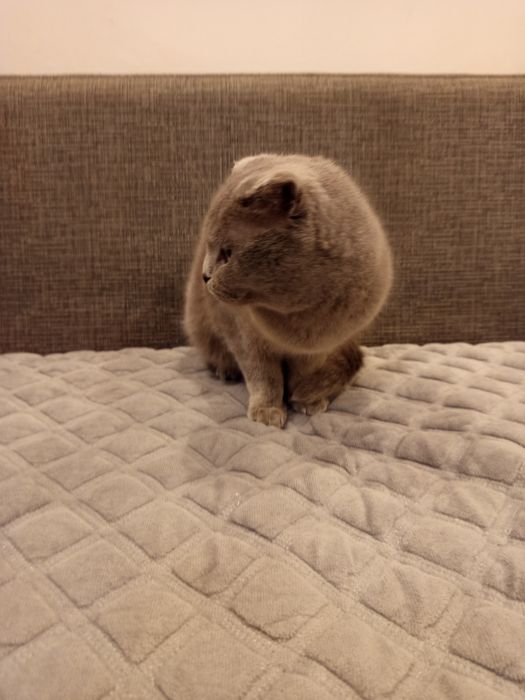 Не стерильная кошечка - голубая