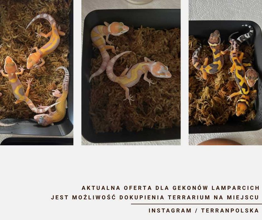 Gekon Lamparci - Jaszczurka dla początkujących agama zbożówka