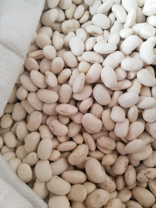 PROMOCJA Fasola Jaś druga klasa 4zł za 1kg.