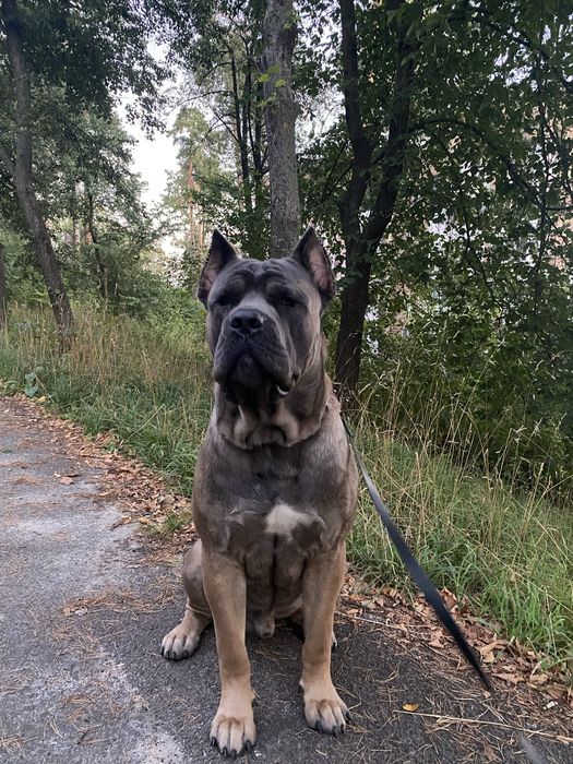 Шукаємо дівчинку для мого хлопчика, ще не розвязаний,  1 рік 9 місяців