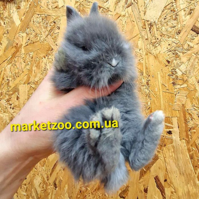 Маленький левоголовий комочок щастя, хлопчик