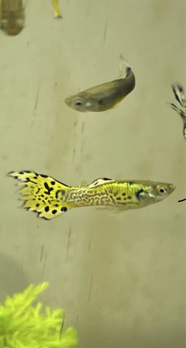 Guppys para venda