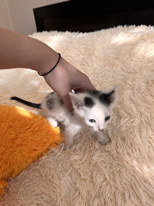 Кошенята в добрі руки